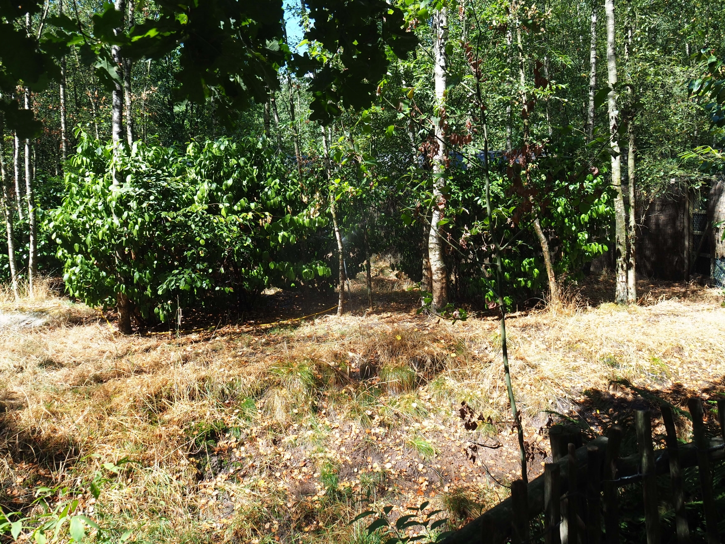 Female double-wattled cassowary exhibit