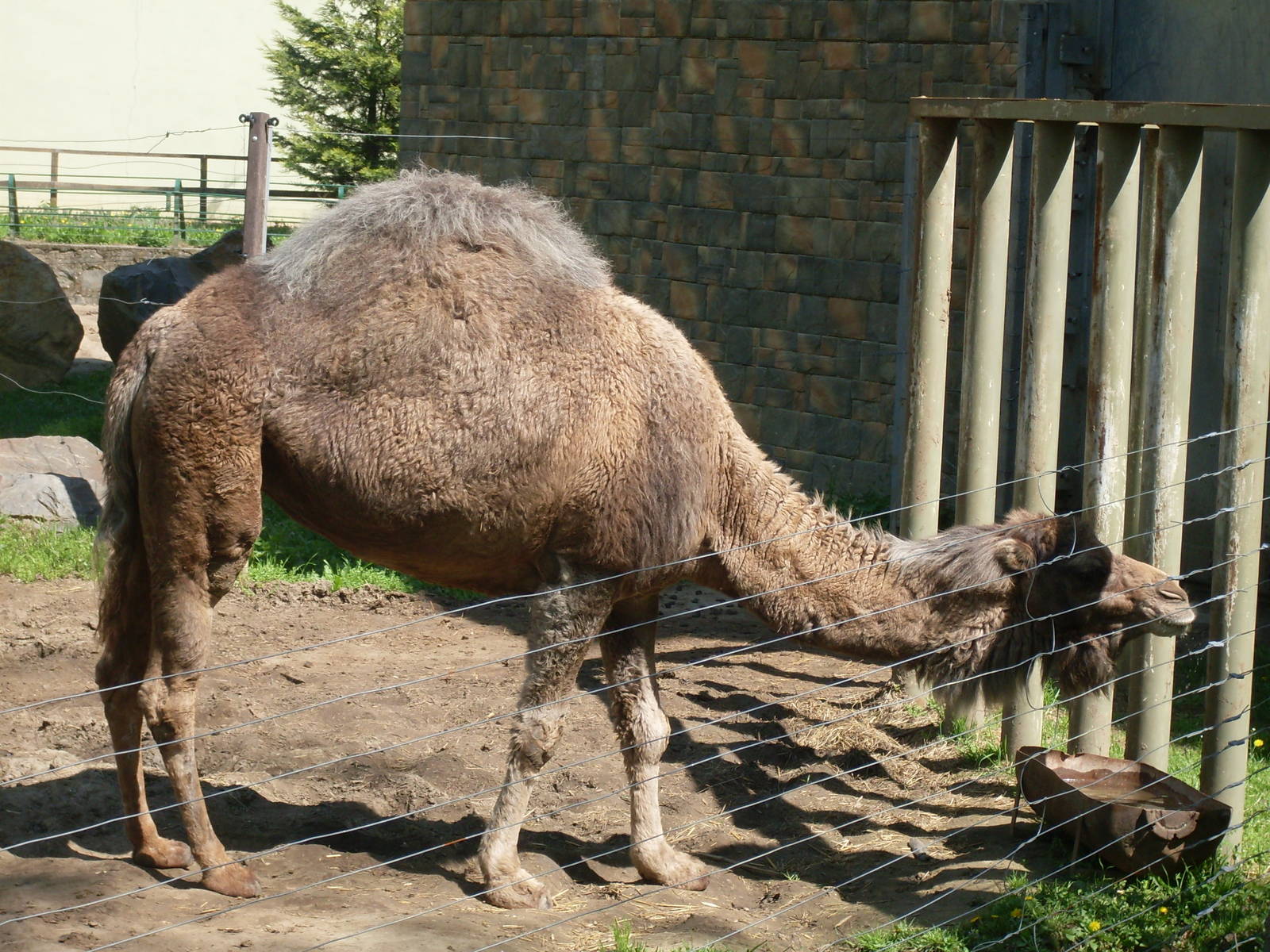 Female dromedary
