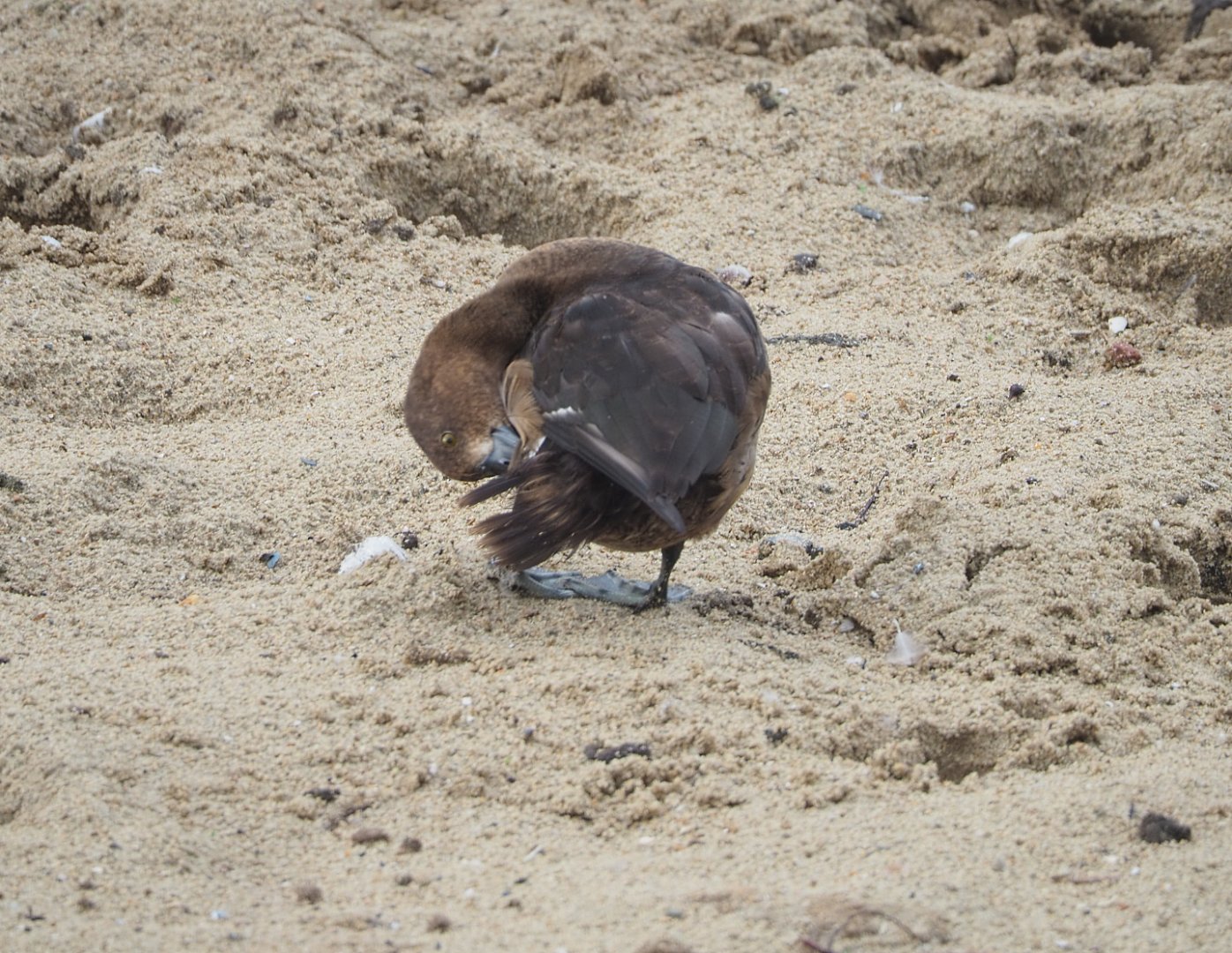 Female duck ID (pochard species?), Pairi Daiza, 2022-09-15