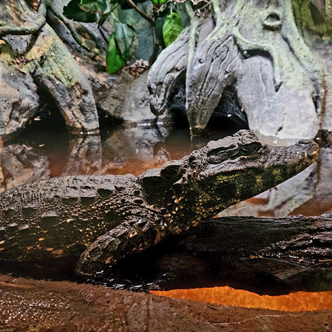 Female Dwarf Crocodile (Osteolaemus tetraspis)