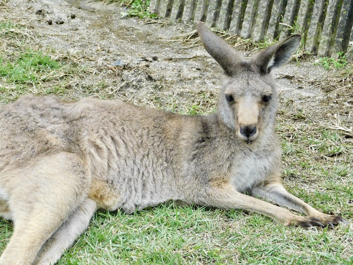 Female Eastern Gray Kangaroo (Macropus giganteus) November 1, 2025