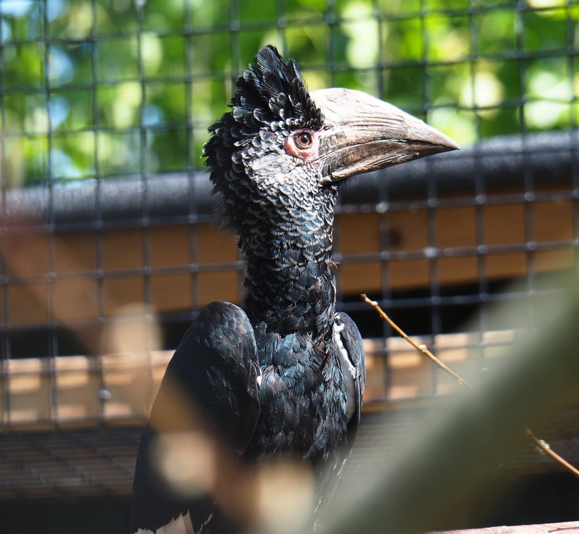 Female Eastern grey-cheeked hornbill (Bycanistes subcylindricus subquadratus), 2019-06-01