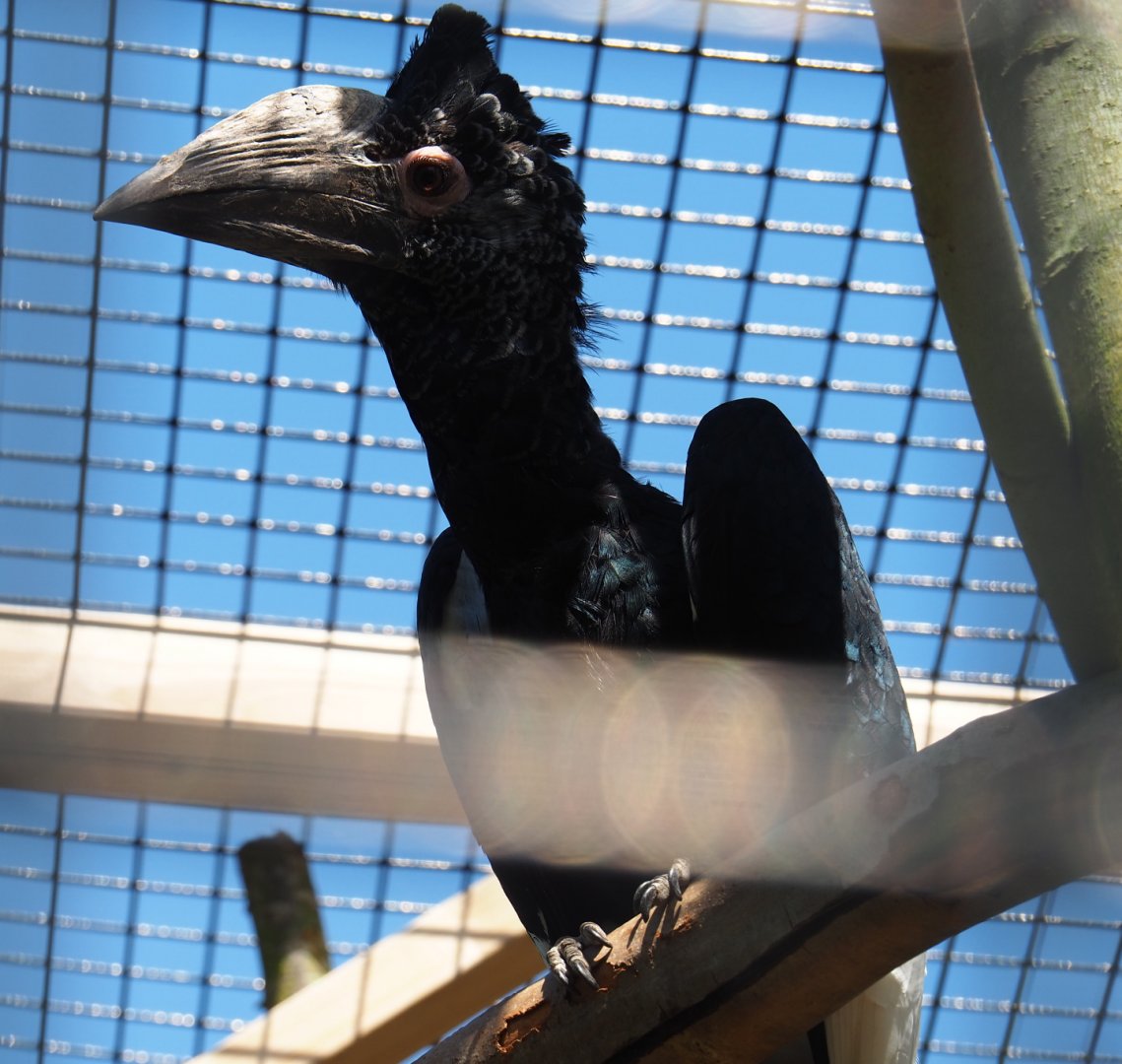 Female Eastern grey-cheeked hornbill (Bycanistes subcylindricus subquadratus), 2019-06-01