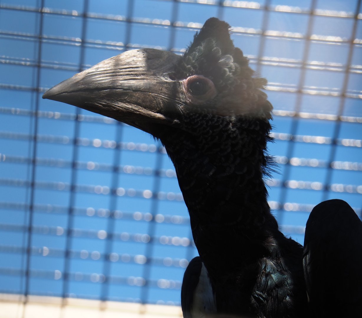 Female Eastern grey-cheeked hornbill (Bycanistes subcylindricus subquadratus), 2019-06-01