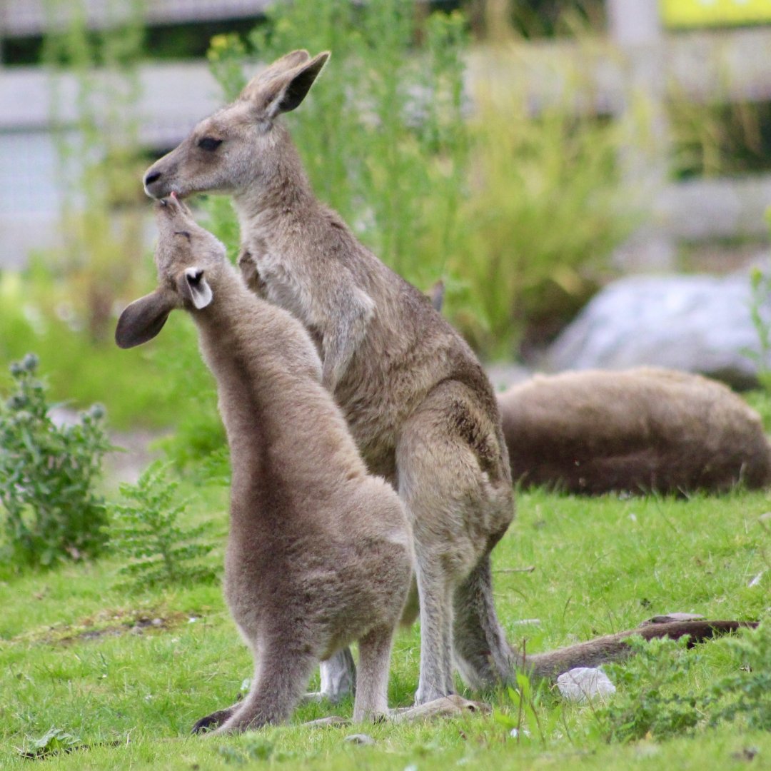 Female eastern grey kangaroo and young (Macropus giganteus) at Fota Wildlife Park - 08/07/2021