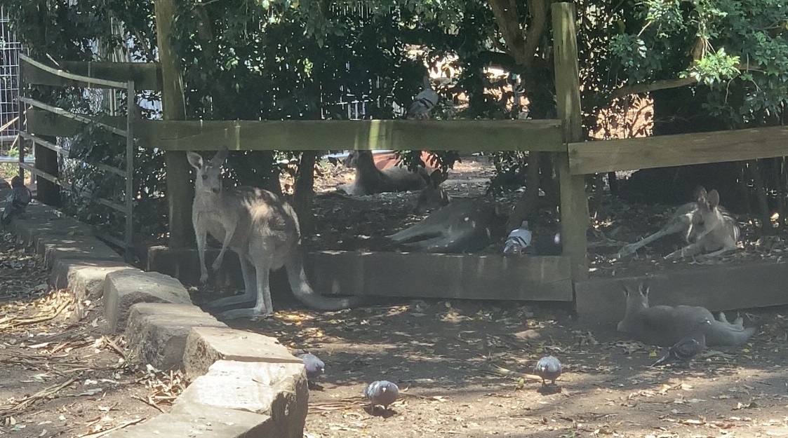 (female) Eastern Grey Kangaroos joined by feral Common Pigeons/Rock Doves in walkthrough exhibit