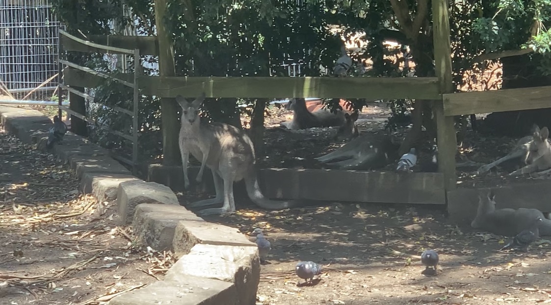 (female) Eastern Grey Kangaroos joined by feral Common Pigeons/Rock Doves in walkthrough exhibit