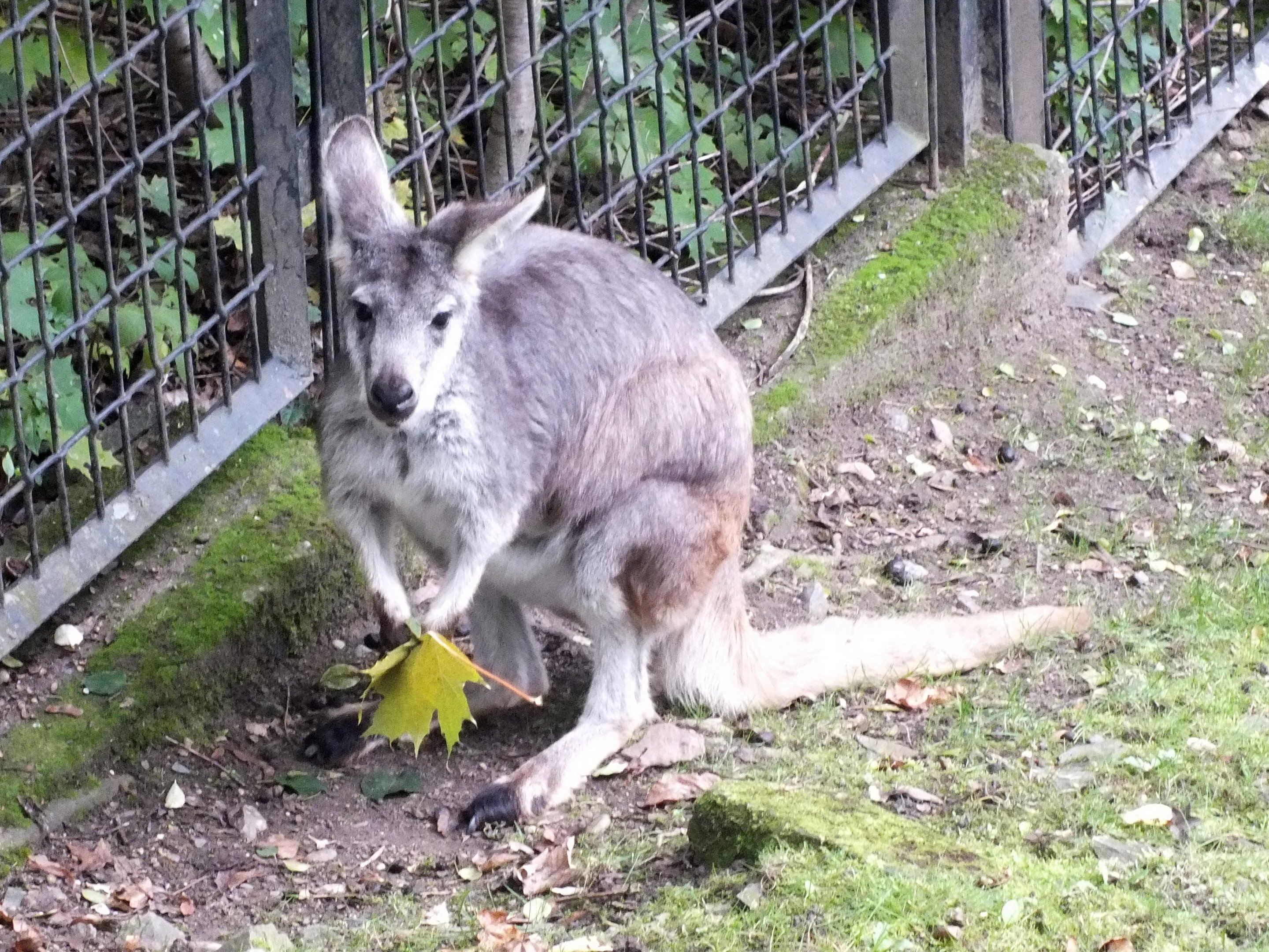 Female eastern wallaroo