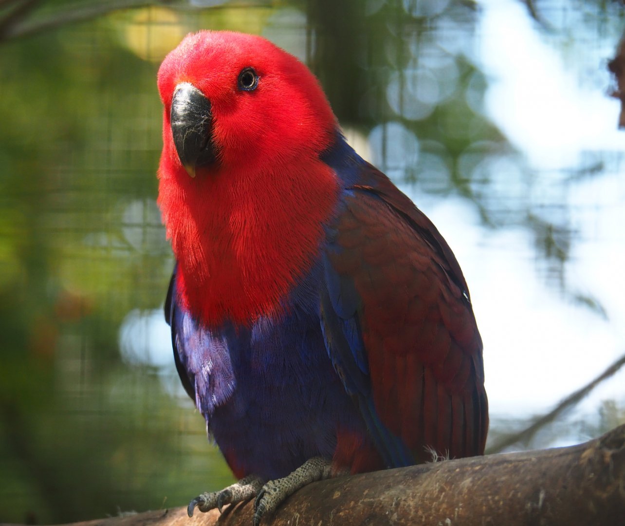 Female Eclectus parrot (Eclectus roratus), 2019-08-04