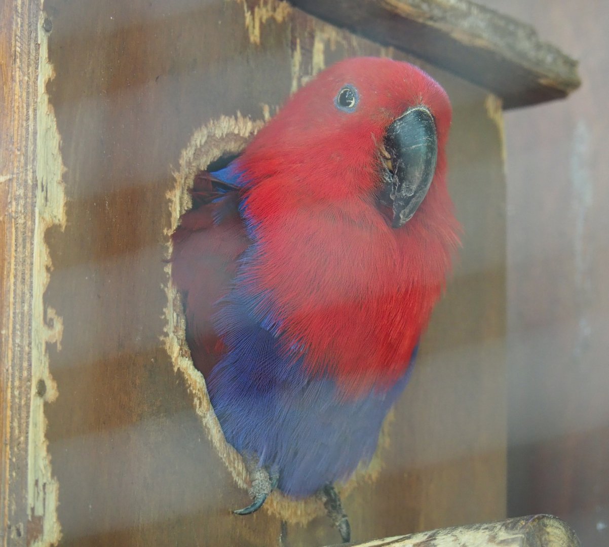 Female Eclectus parrot (Eclectus roratus), 2020-06-20