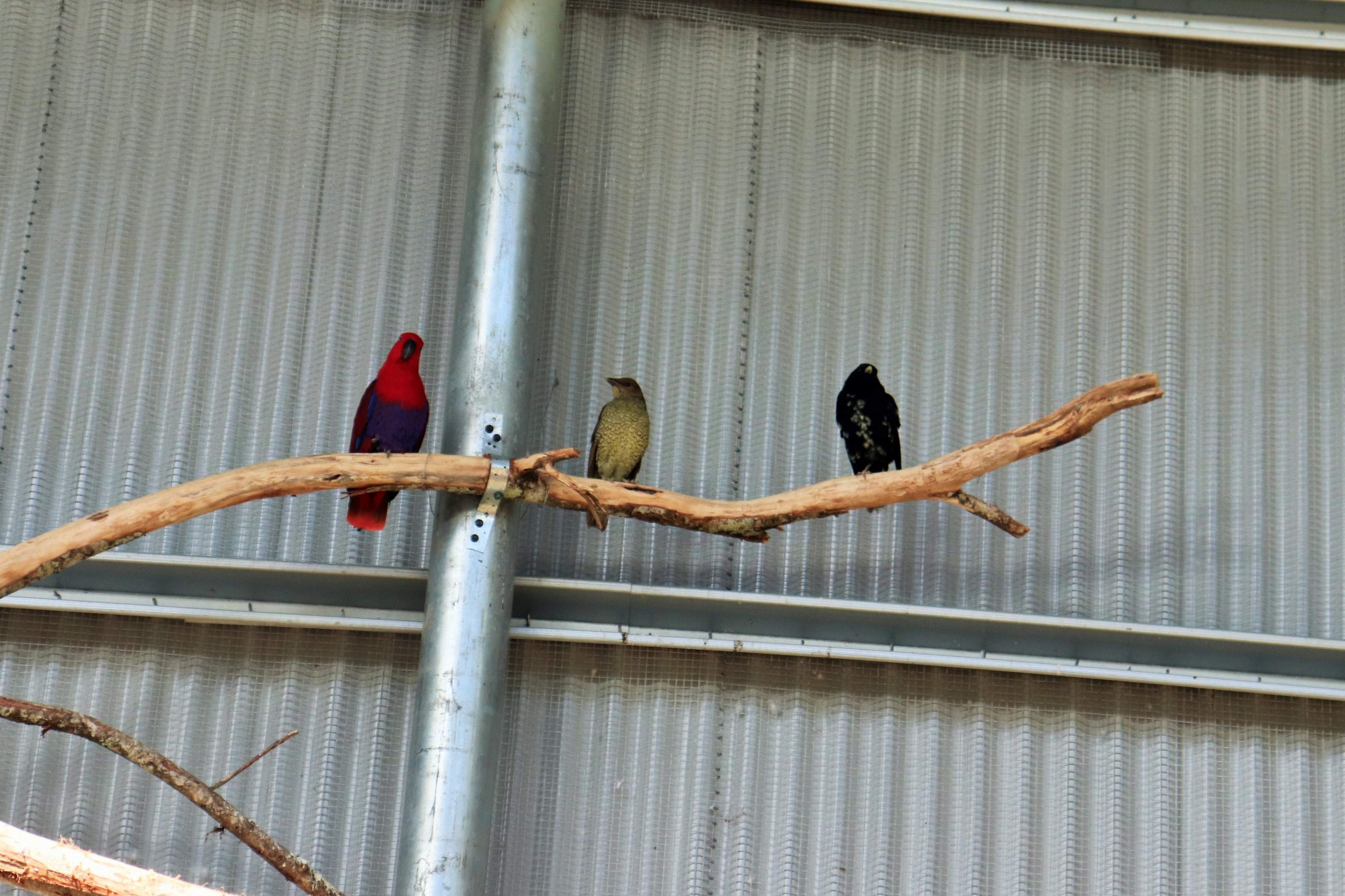 Female Eclectus Parrot (Eclectus roratus) and Satin Bowerbirds ( Ptilonorhynchus violaceus)