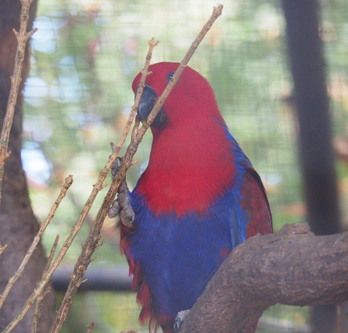 Female Eclectus parrot (Eclectus roratus) chewing on branches, 2019-08-04