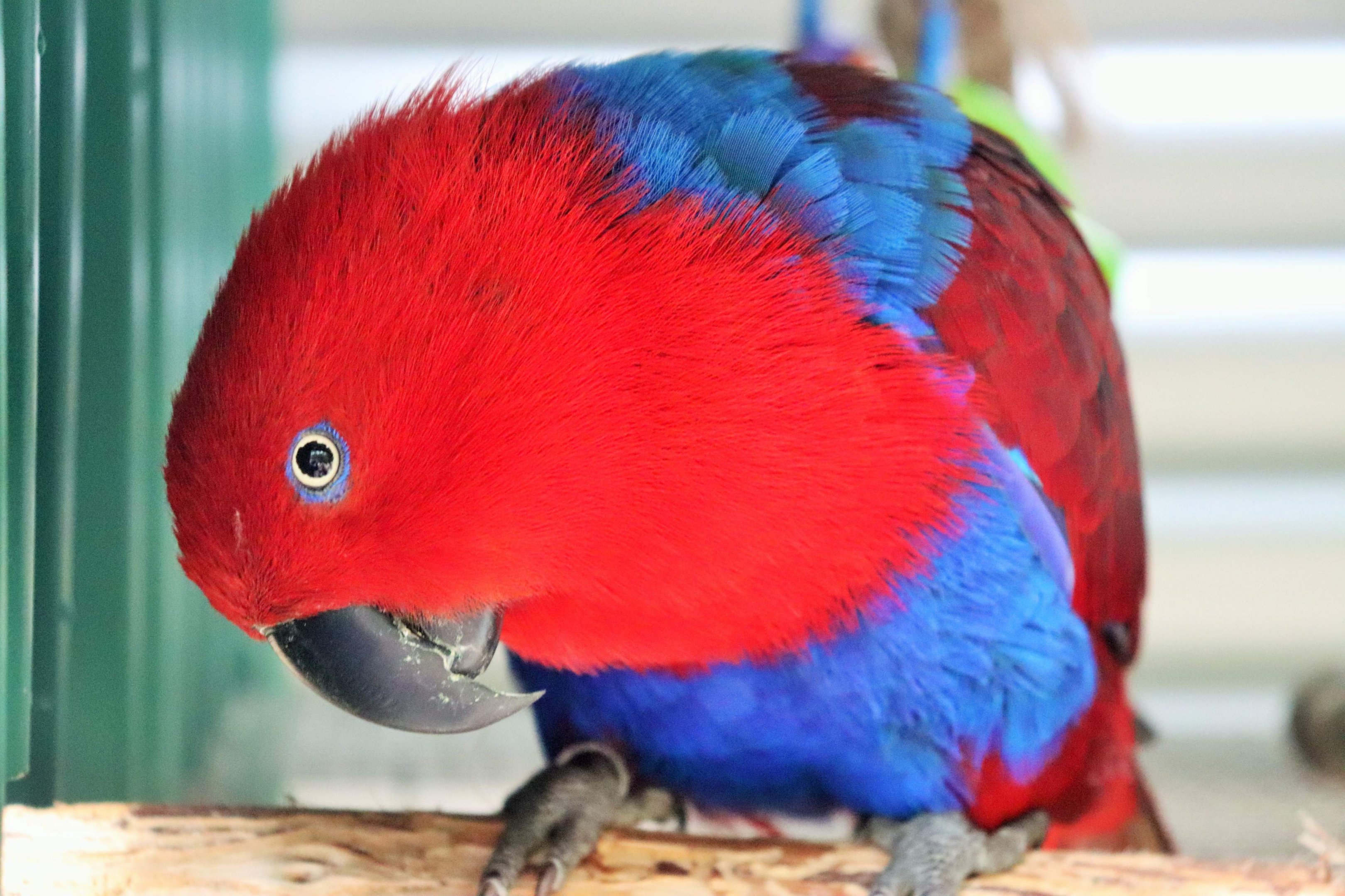 Female Eclectus Parrot (Eclectus roratus)
