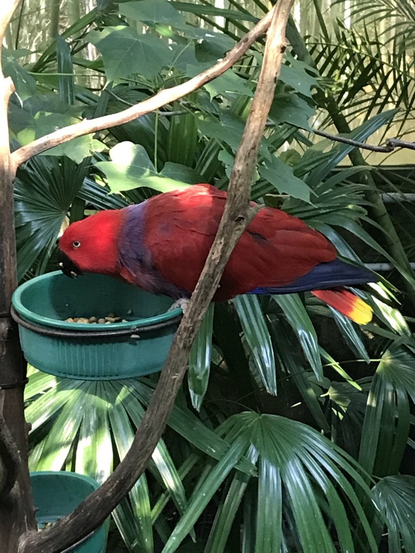 Female Eclectus Parrot