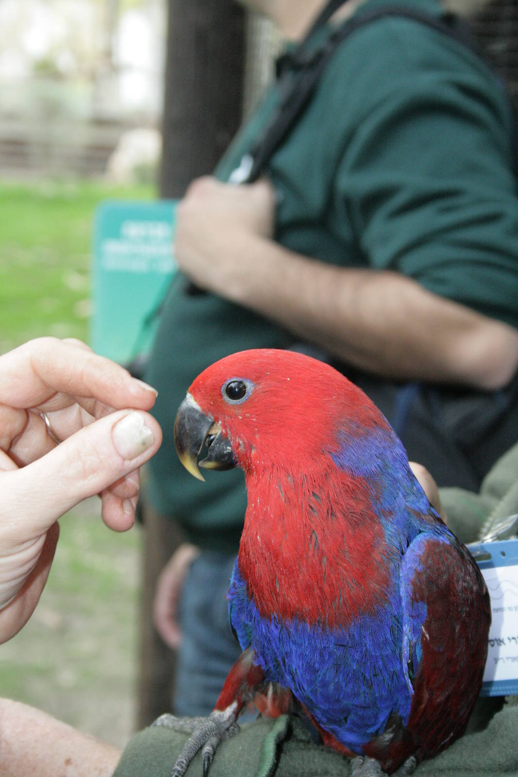 female eclectus