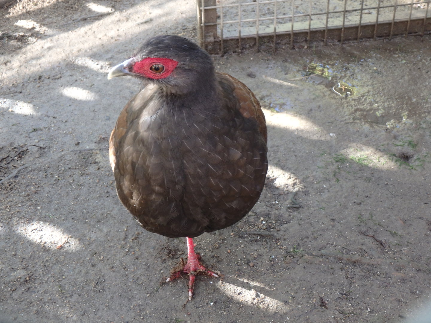 Female Edward's pheasant