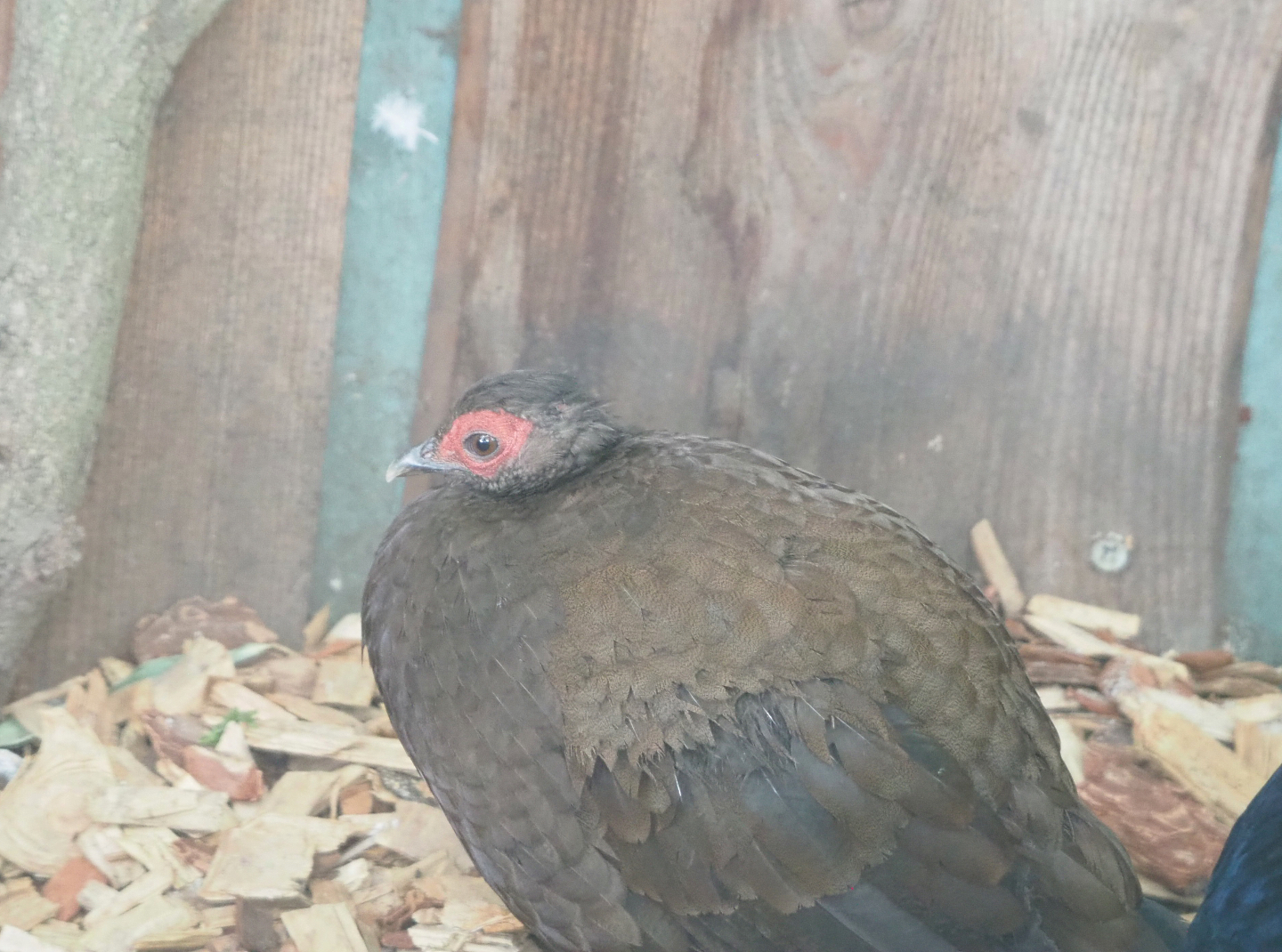 Female Edwards's pheasant (Lophura edwardsi), 2022-05-17