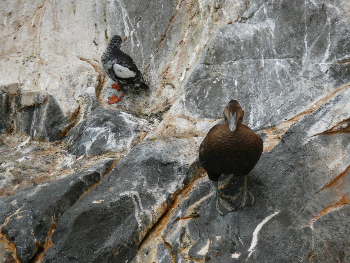 Female eider and Black guillemot - reopening 31-08-2020