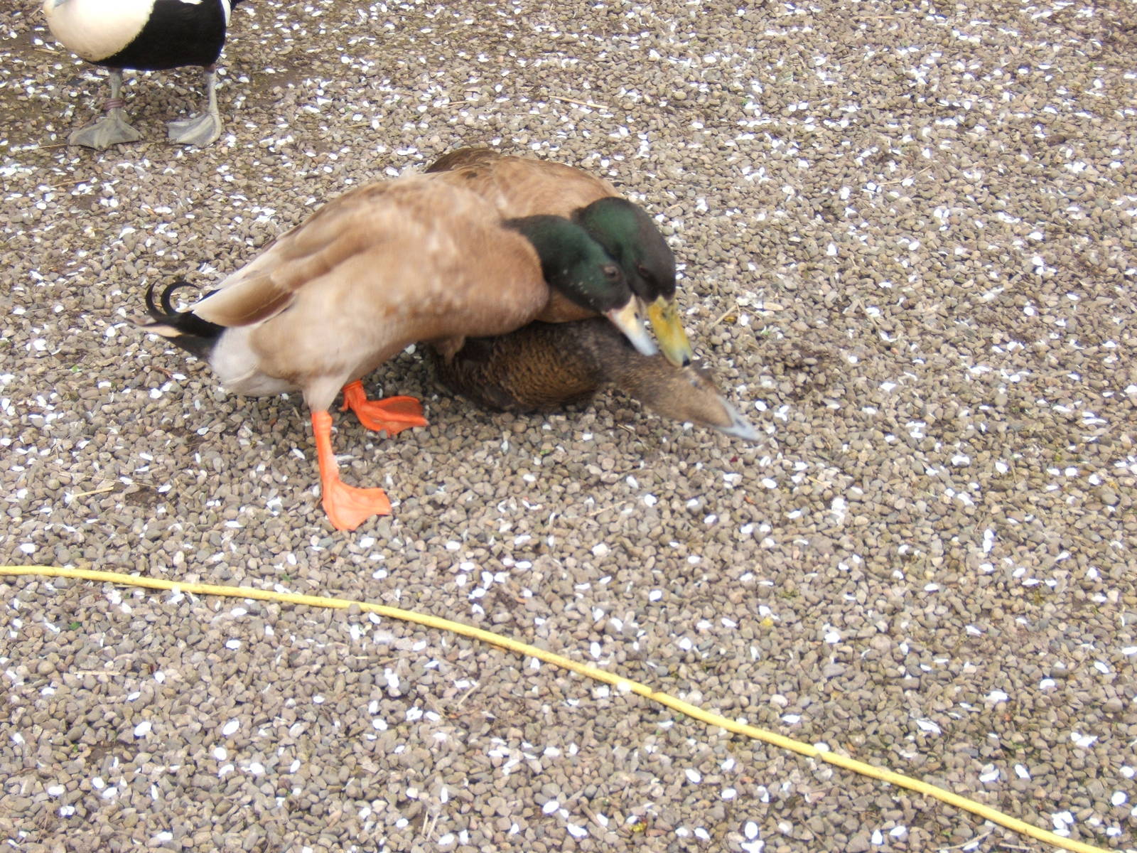 Female Eider Duck getting harrased by two male domestic ducks