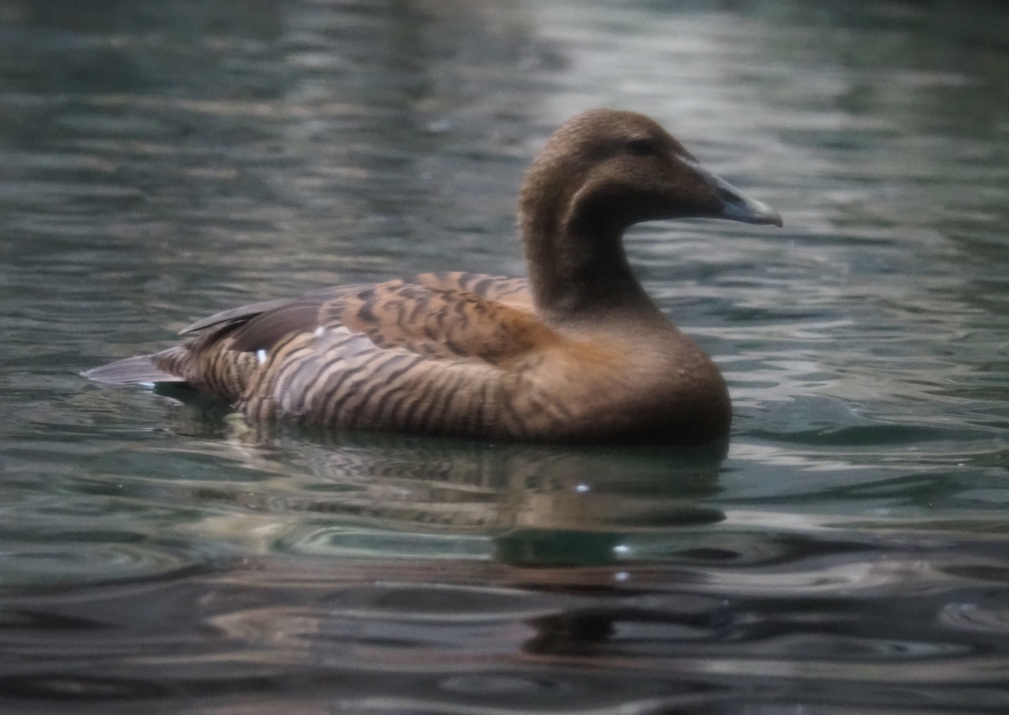 Female Eider (Somateria mollissima), Nov 10th, 2018