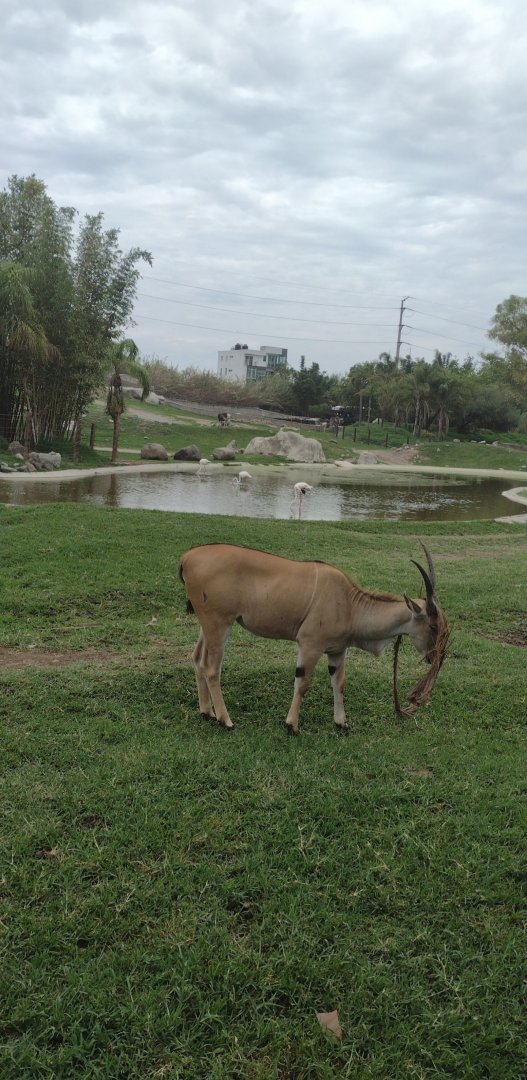 Female Eland