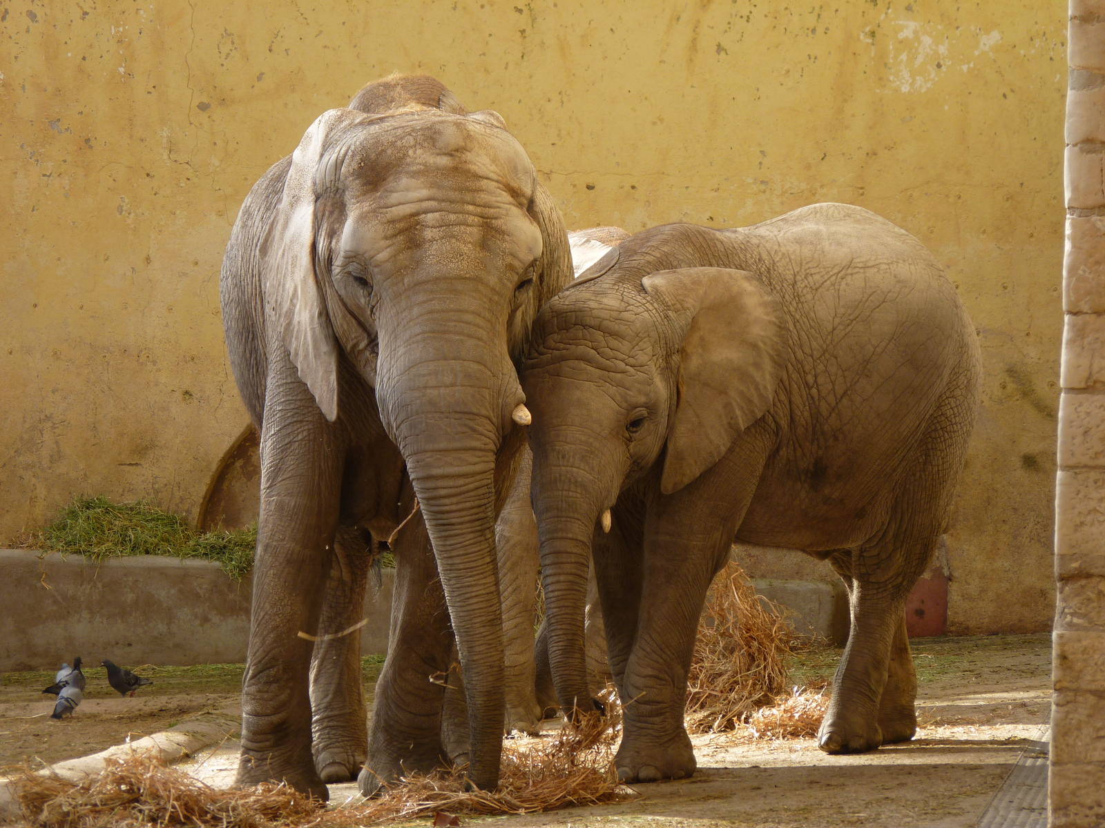 Female elephant and young