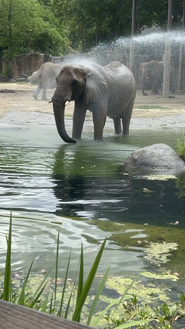 Female elephant at the Cleveland Metroparks Zoo.