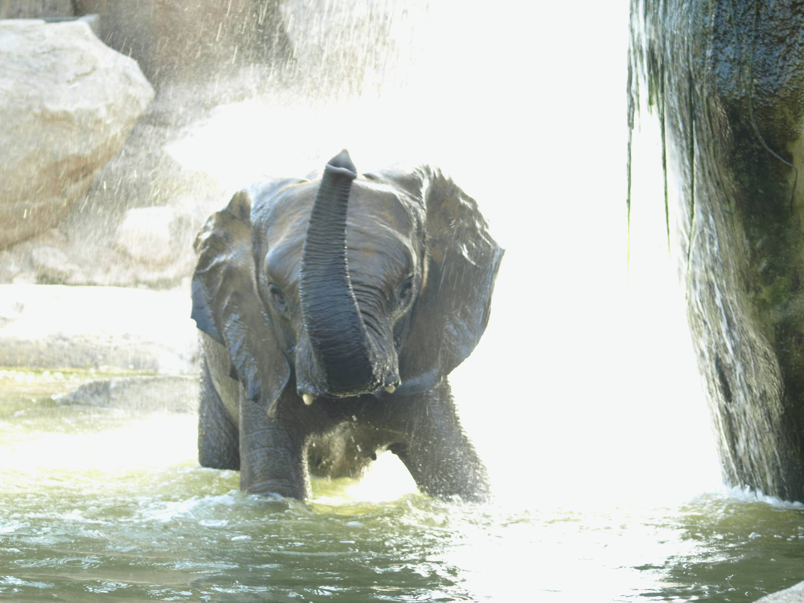 Female elephant bathing and enjoying (I)