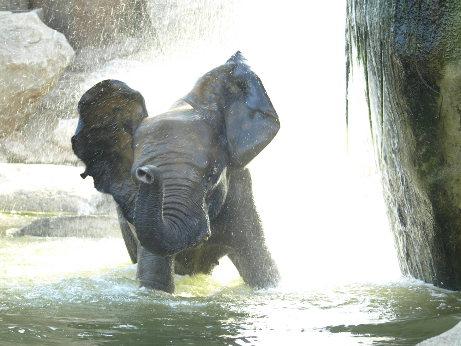 Female elephant bathing and enjoying (II)