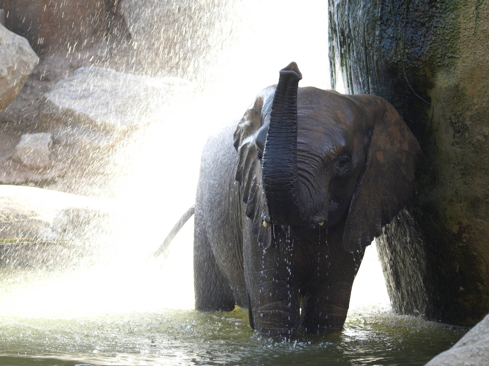 Female elephant bathing and enjoying (III)