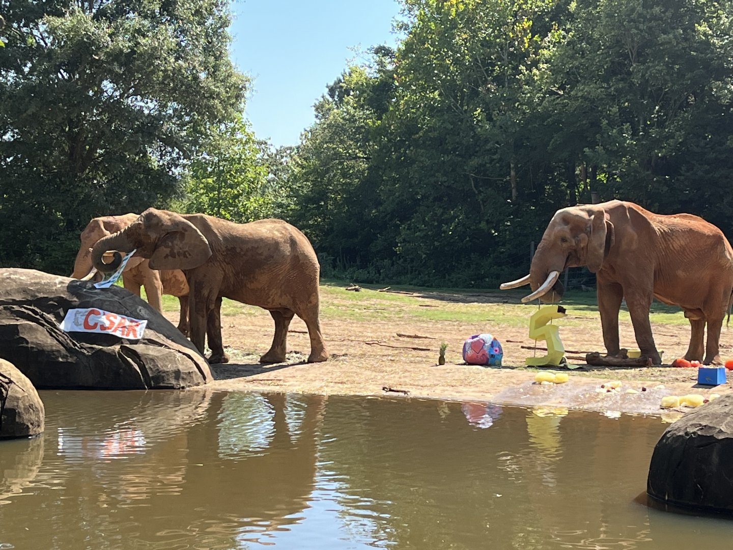 Female elephants eating C’Sar’s banner