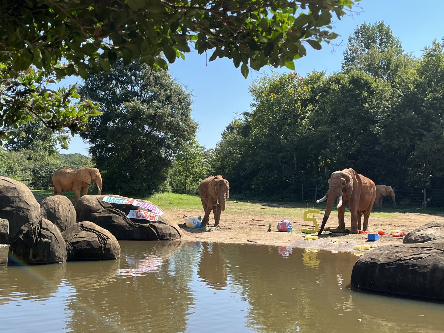 Female Elephants joining C’Sar