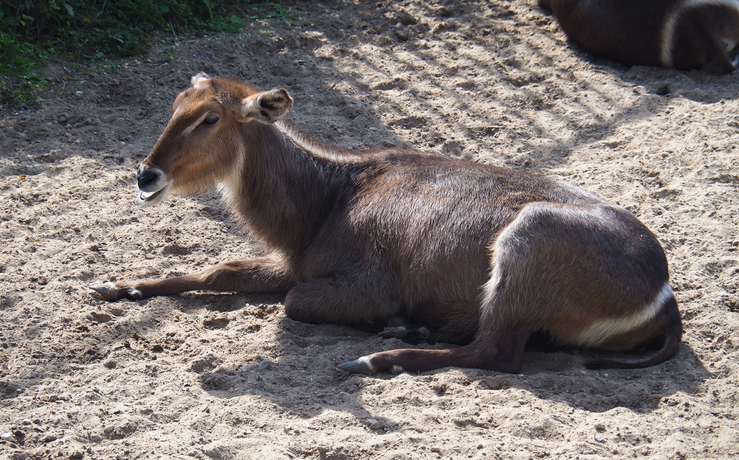 Female Ellipsen waterbuck (Kobus ellipsiprymnus ellipsiprymnus), Sep 16th, 2018