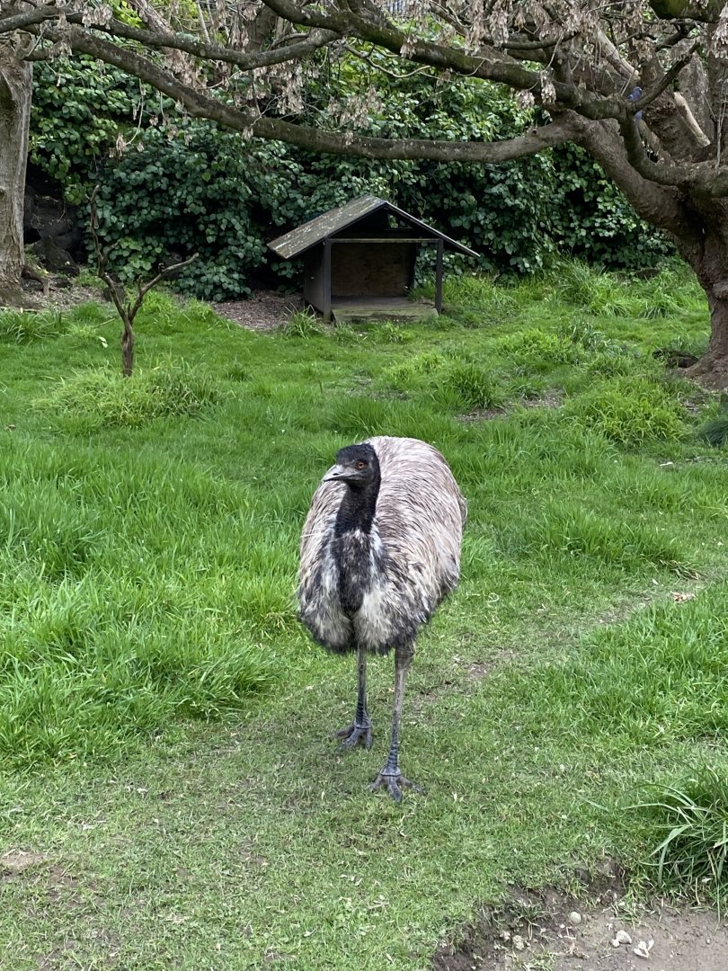 Female Emu
