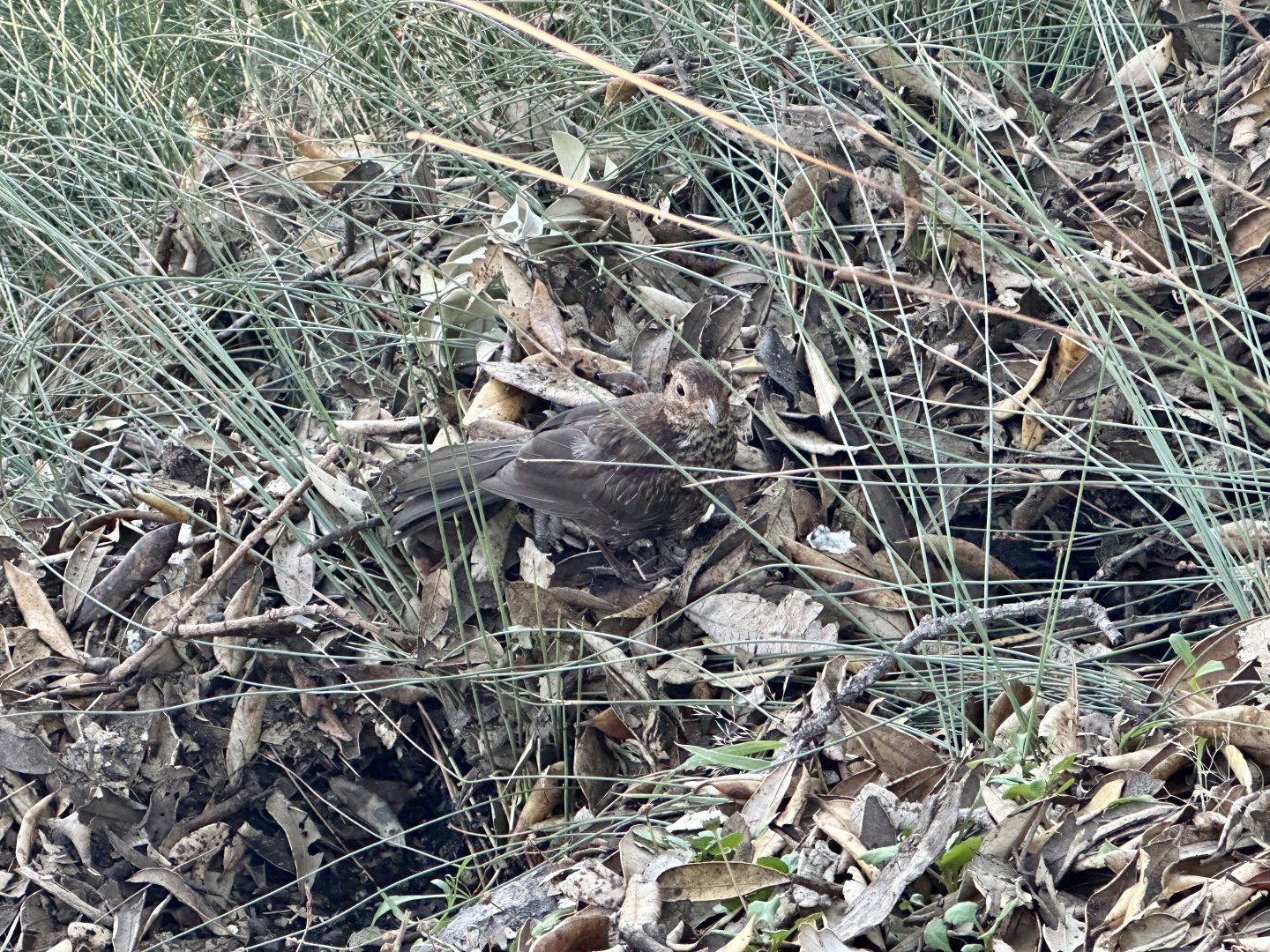 Female Eurasian blackbird (Turdus merula)