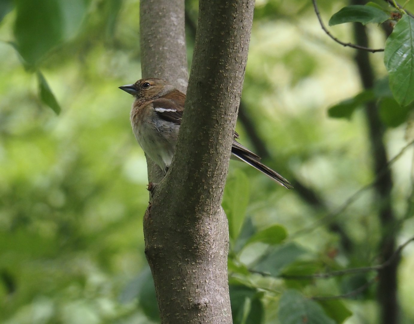 Female Eurasian chaffinch (Fringilla coelebs), Zwillbrocker Venn, 2025-05-26