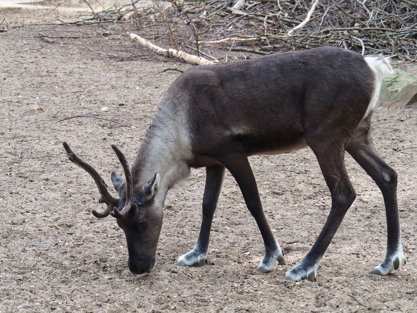 Female Eurasian forest reindeer (Rangifer tarandus fennicus), Sep 16th, 2018
