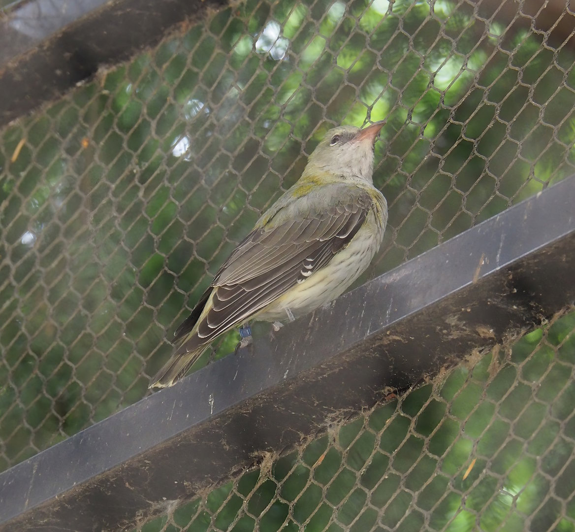 Female Eurasian golden oriole (Oriolus oriolus), 2022-07-10