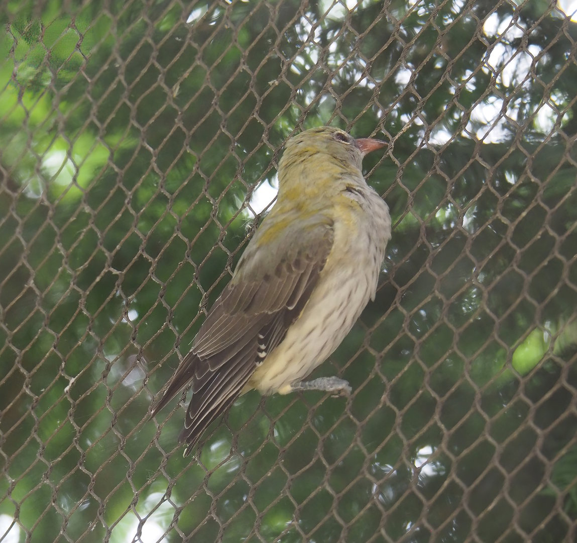 Female Eurasian golden oriole (Oriolus oriolus), 2022-07-10