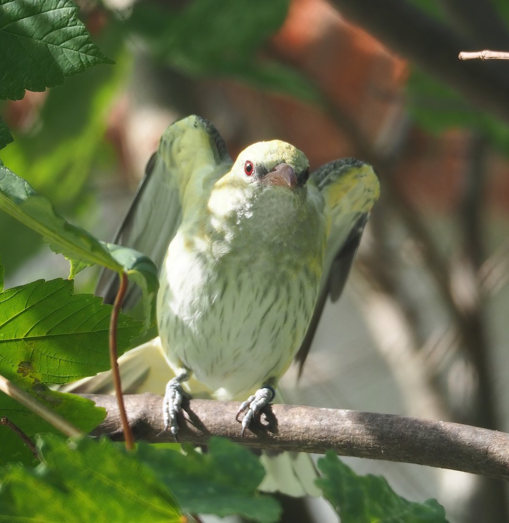 Female Eurasian golden oriole (Oriolus oriolus), 2023-07-22