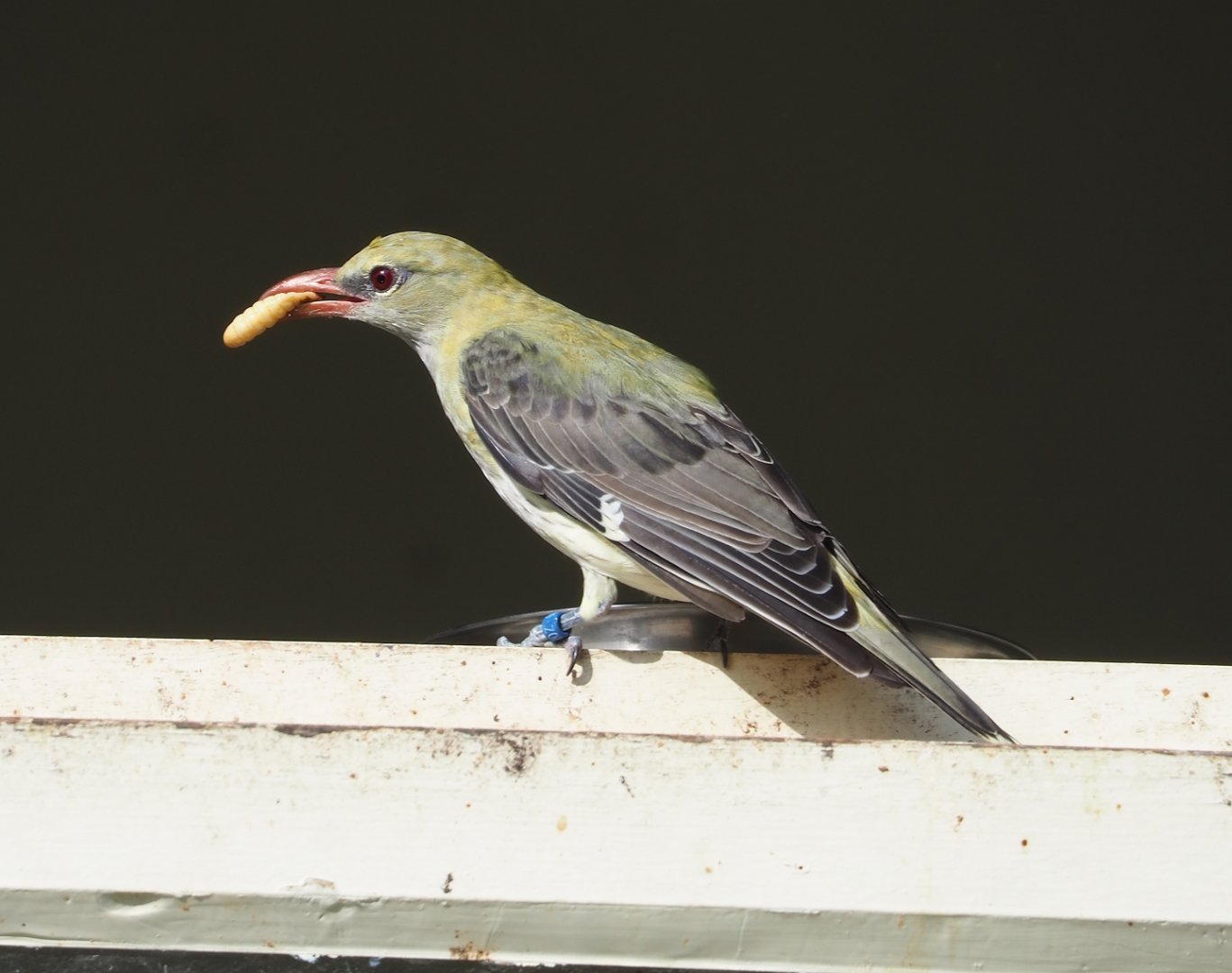 Female Eurasian golden oriole (Oriolus oriolus), 2023-07-22