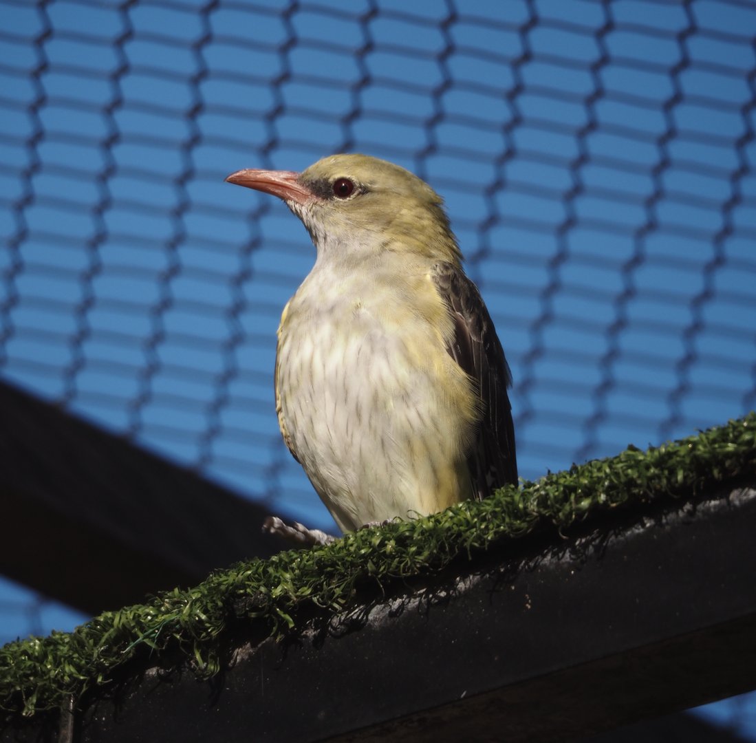 Female Eurasian golden oriole (Oriolus oriolus), 2024-03-09