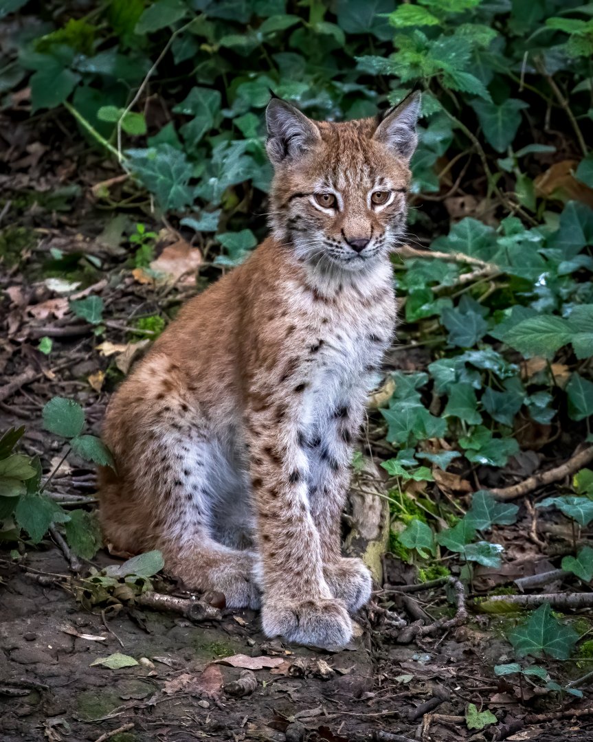 Female Eurasian Lynx Cub / Wild Place Project / 4-9-20