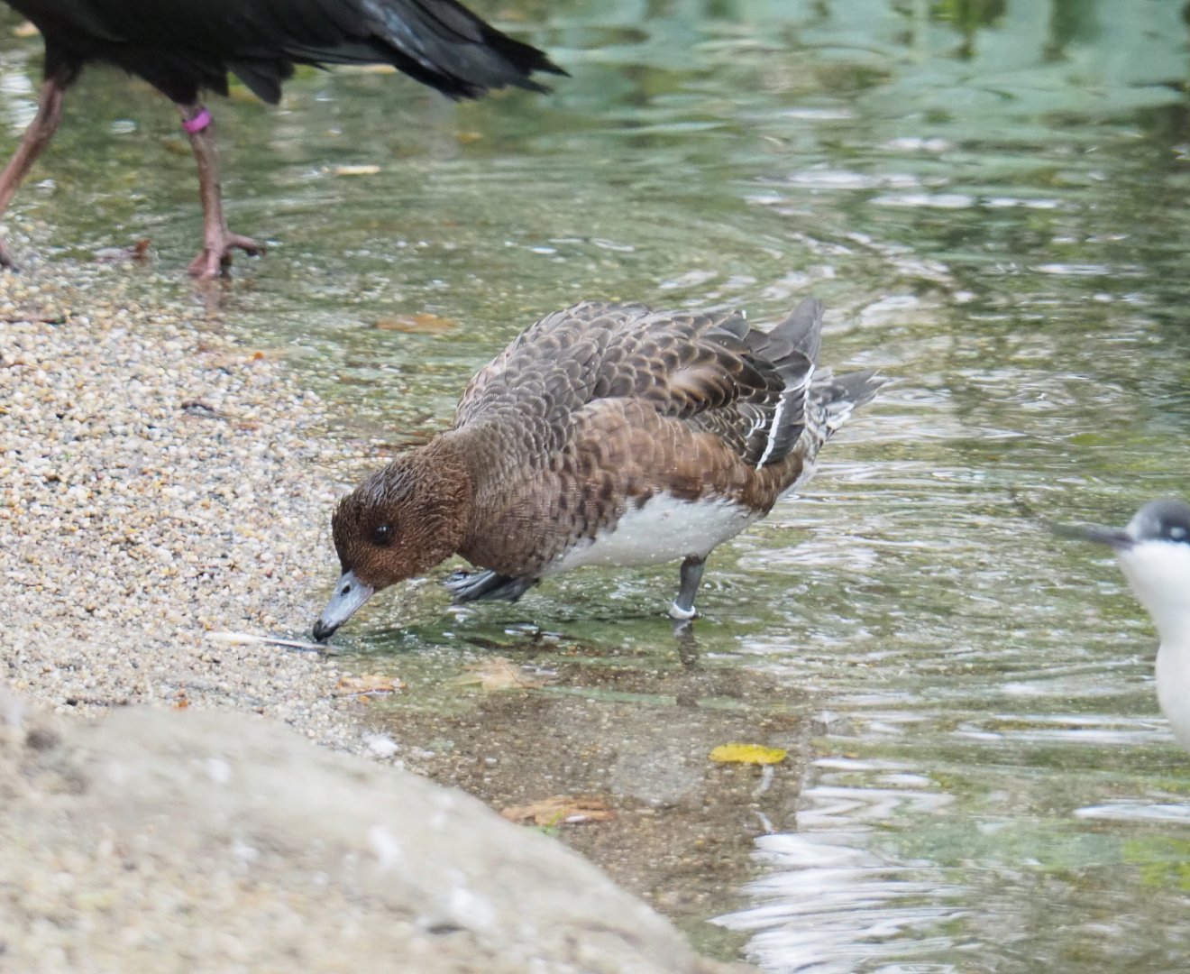 Female Eurasian wigeon (Mareca penelope), 2021-11-06