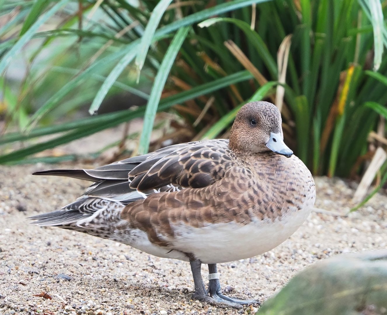 Female Eurasian wigeon (Mareca penelope), 2023-02-19