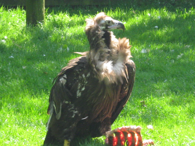 Female European Black or Cinerous Vulture.