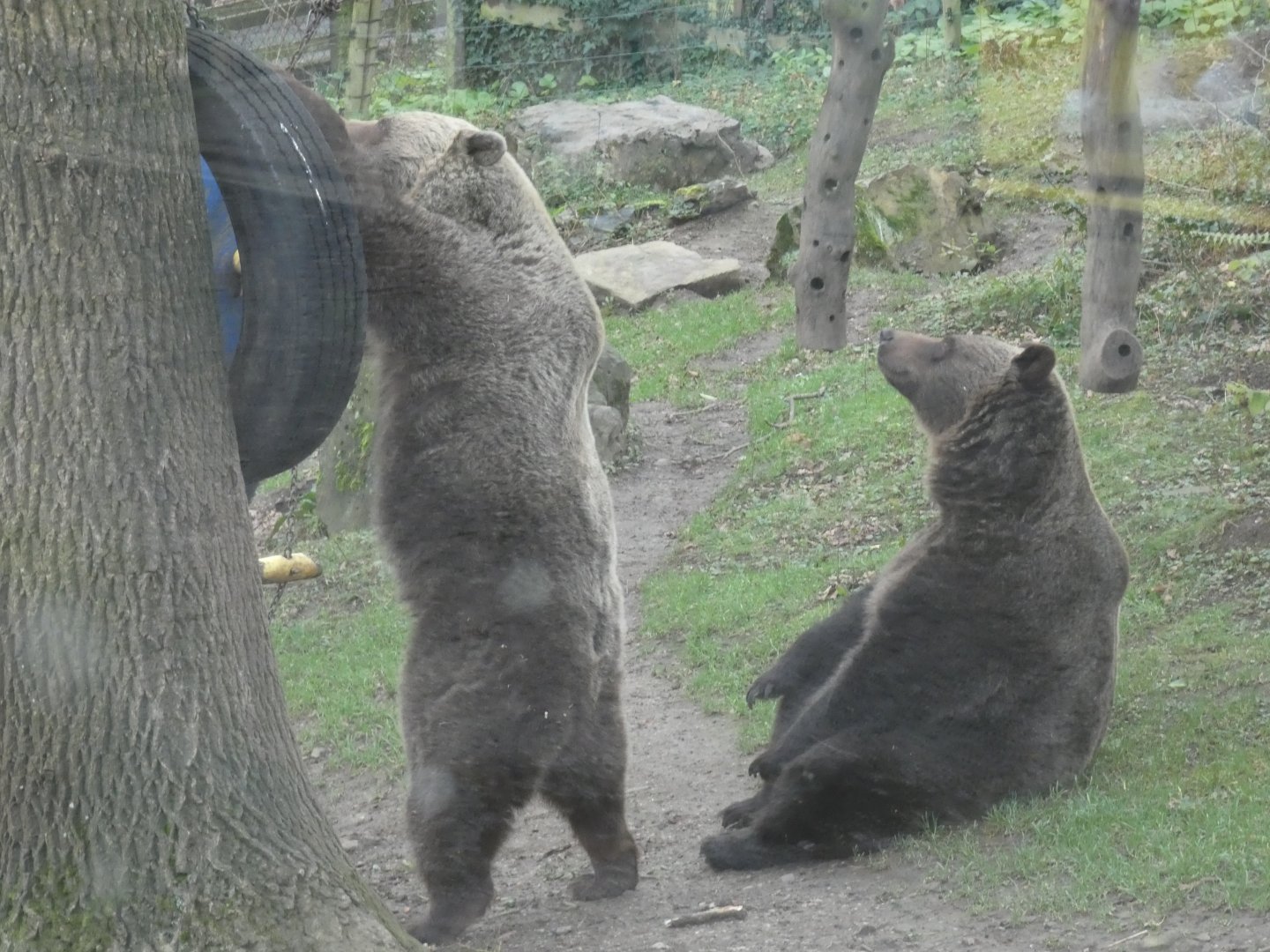 Female European Brown Bears