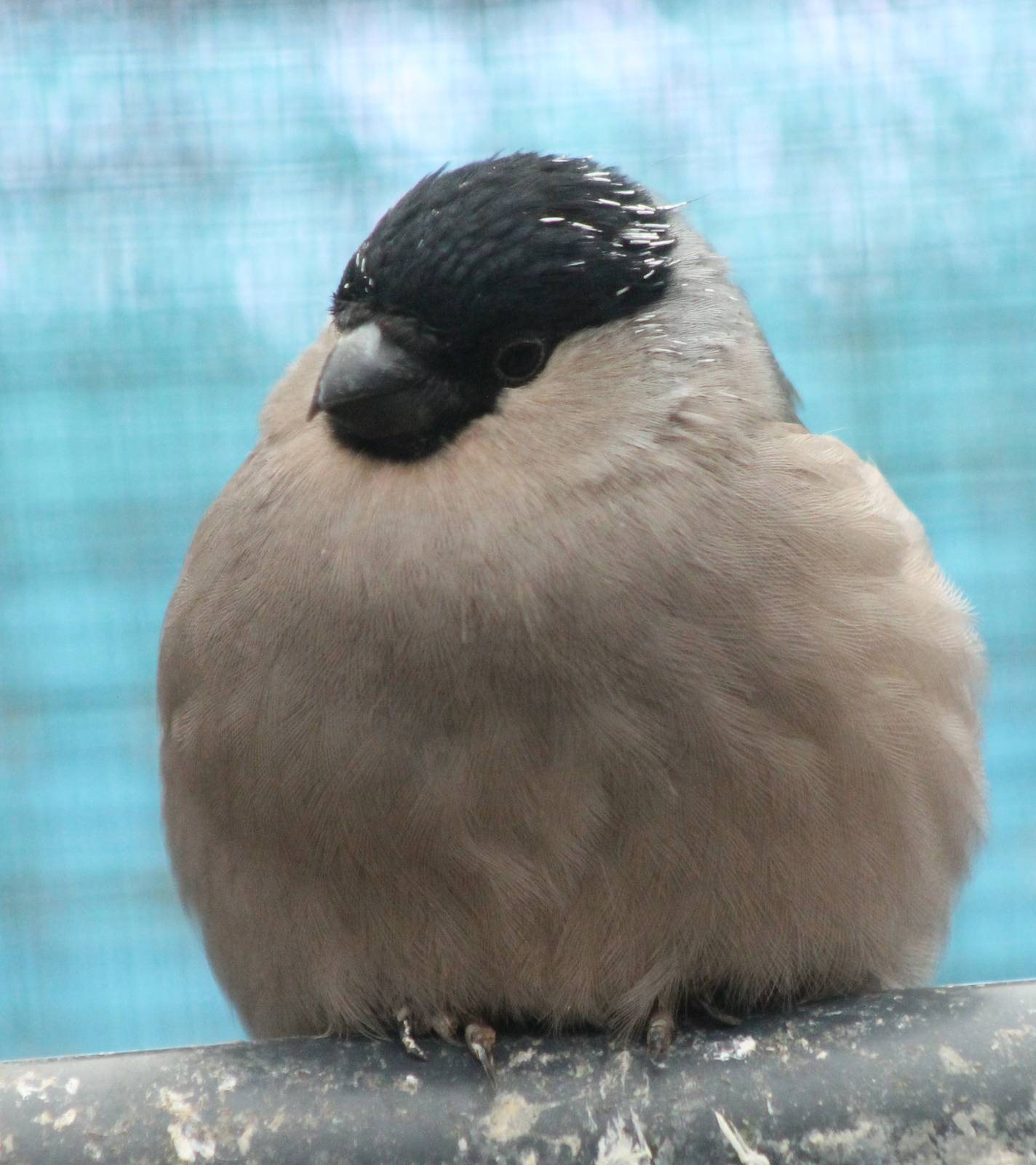 Female European bullfinch