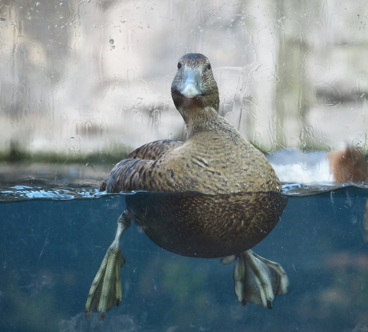 Female European eider (Somateria mollissima mollissima), 2024-03-09