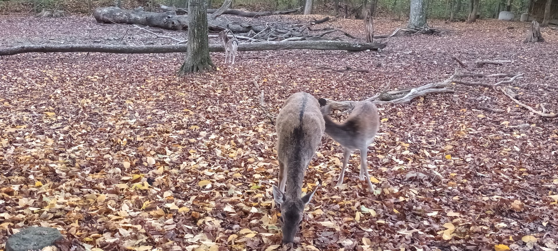 Female European fallow Deer